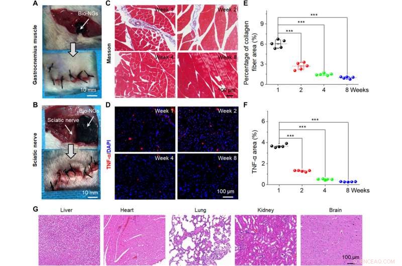 Bioinspired Electromechanical Nanogenerators for Precise Cellular Activity Regulation