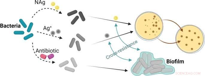 Long-Term Nanosilver Use Fails to Halt Biofilm Infections, Study Finds