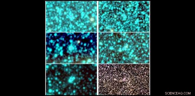 Five Newly Discovered Globular Clusters Shed Light on Milky Way s Inner Evolution