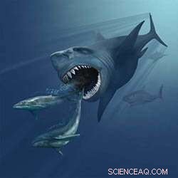 Scientists Investigate How a Nearby Supernova May Have Triggered the Extinction of Megalodon in the Early Pleistocene