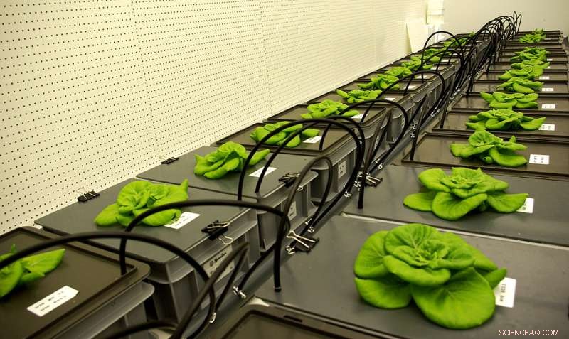 Eating Your Veggies Even in Space: How Astronauts Grow Fresh Food on the ISS
