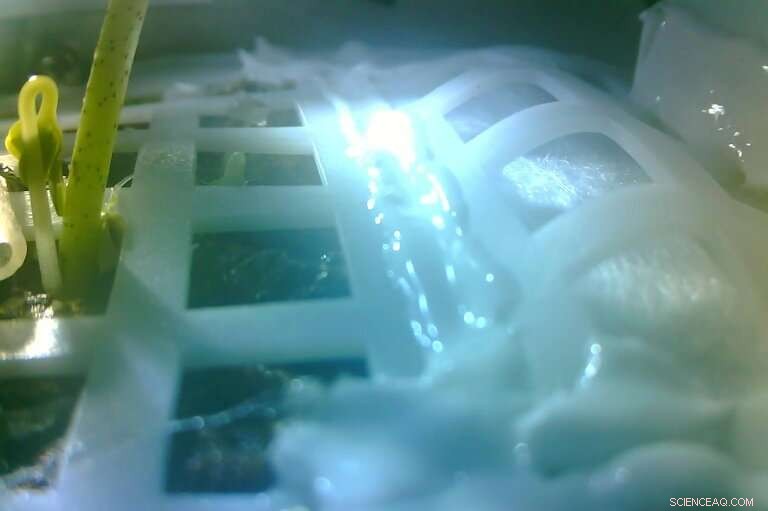 Chinese Lunar Lander Successfully Germinates Seed on the Moon