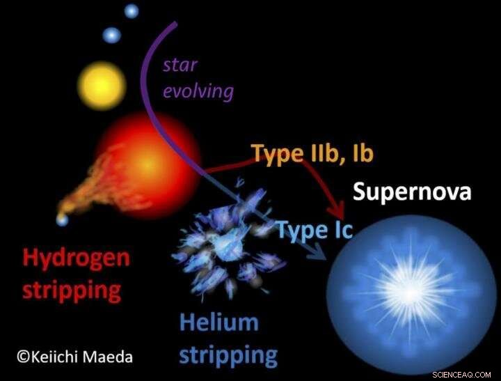 Mass Transfer in Binary Stars Shapes Supernova Explosions