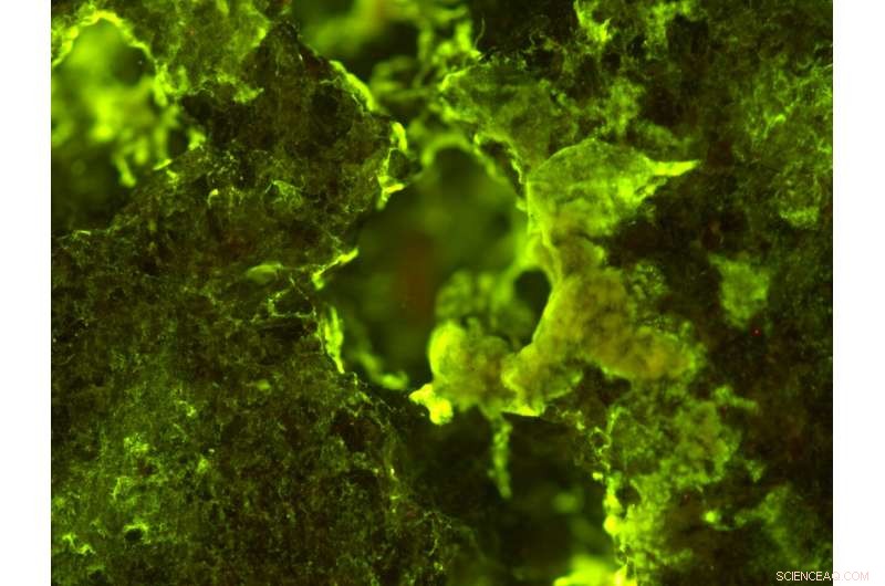 BioRock Study: Fluorescent Imaging of Microbial Biofilms on Basalt