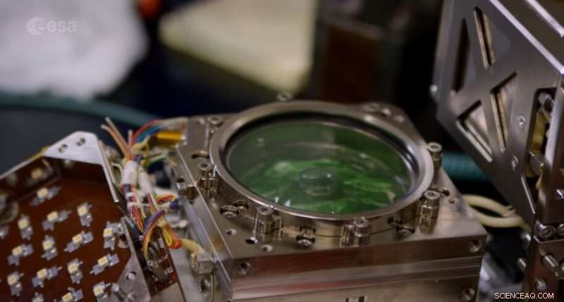 Decade-Long Effort to Build a Closed-Loop Ecosystem in a Room