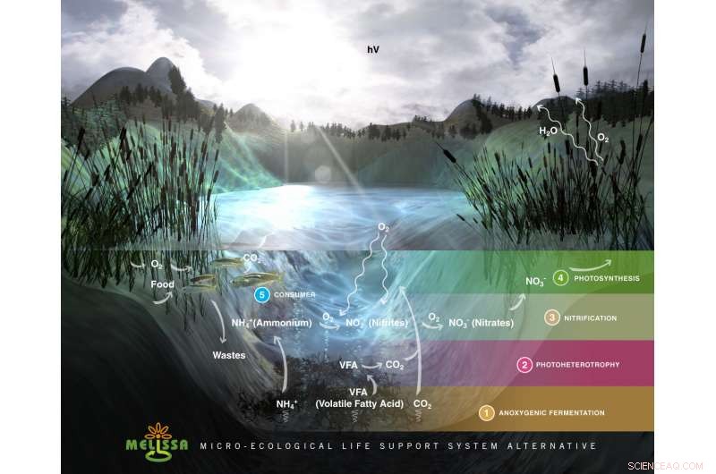 Decade-Long Effort to Build a Closed-Loop Ecosystem in a Room