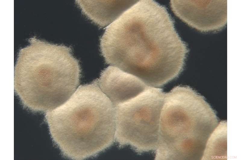 Mars Soil Detox: Paving the Way for Innovative Antibiotic Solutions