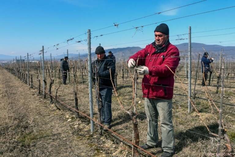 Georgia s Winemakers Aim for Mars: Pioneering Space Viticulture