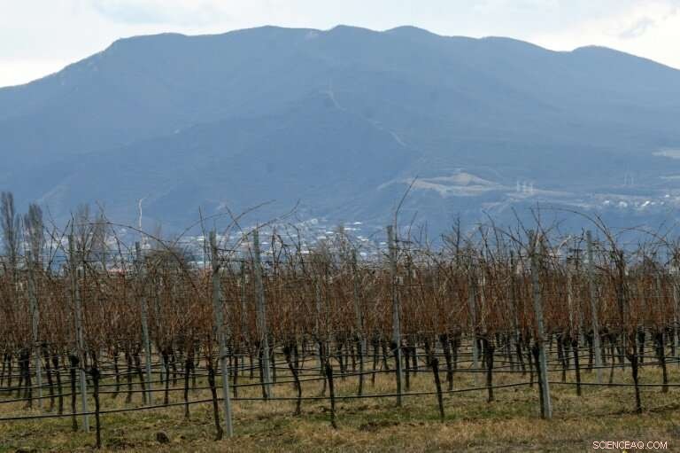 Georgia s Winemakers Aim for Mars: Pioneering Space Viticulture