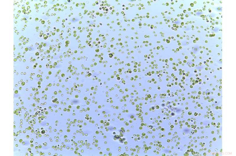 Advancing Life Support: Harnessing Microalgae for Sustainable Space Travel