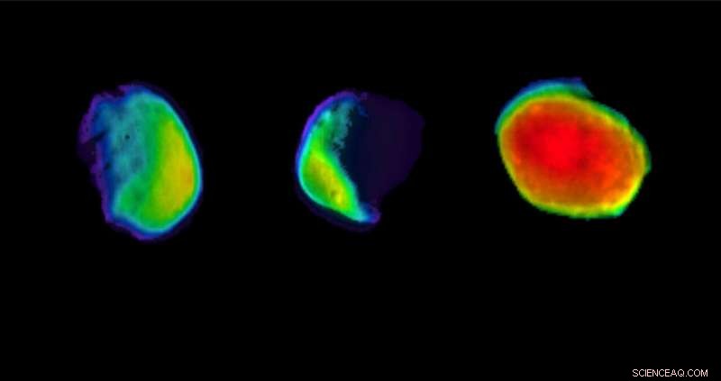 NASA’s Mars Odyssey Captures Three Infrared Views of Phobos, the Martian Moon