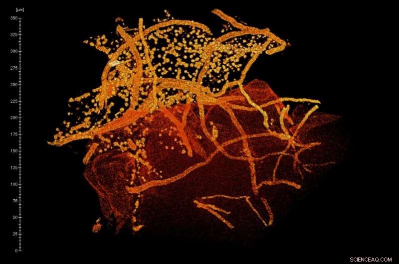 Are NASA’s Mars Life Searches Targeting the Wrong Rocks? A Fresh Look at Sedimentary Clues