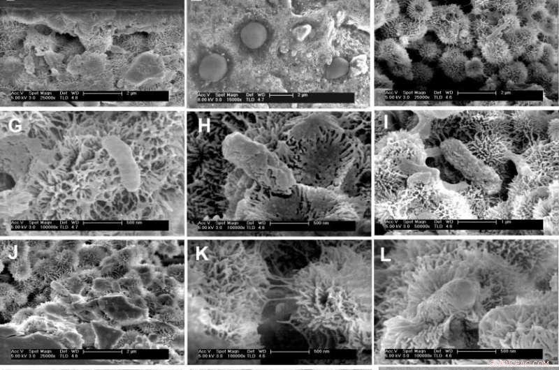 Tiny Bacteria Thrive in Ethiopia s Mars-Analog Hot Springs: A Groundbreaking Study