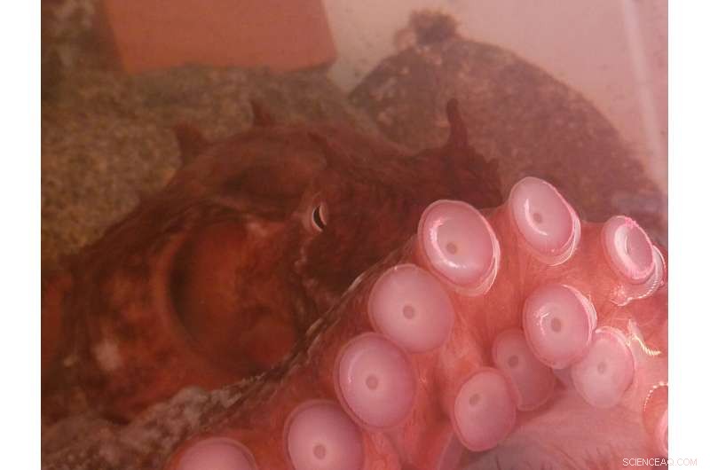 Scientists Develop Comprehensive Model of Octopus Arm Decision-Making