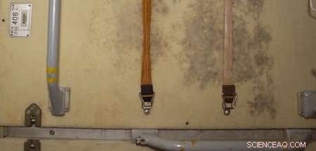 Space Station Mold Withstands High-Dose Ionizing Radiation, Study Shows