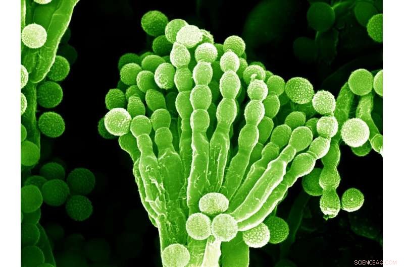 Space Station Mold Withstands High-Dose Ionizing Radiation, Study Shows