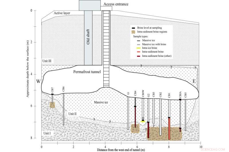 Salty, Subzero Arctic Waters Offer Insight into Life Beyond Earth