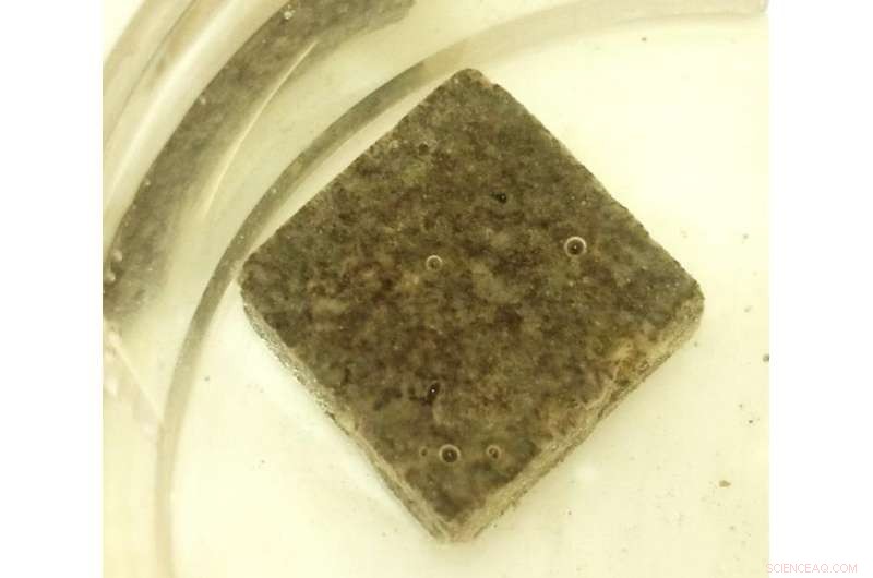 Microbes Fuel Space Mining: Sphingomonas in BioRock Experiment