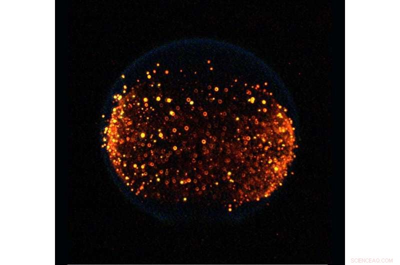 Microgravity Flame Research Paves Way for Cleaner Earth Combustion and Safer Space Missions