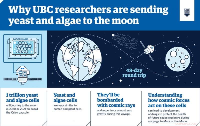 Scientists Explore Yeast-Based Shielding to Safeguard Astronauts from Space Radiation