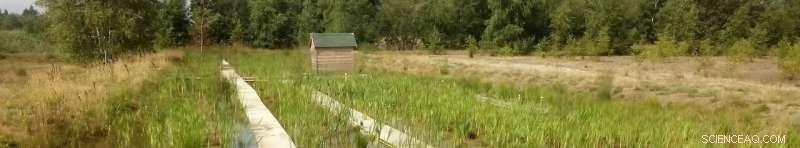 First Plant-Powered Sensor Communicates with Space via Satellite