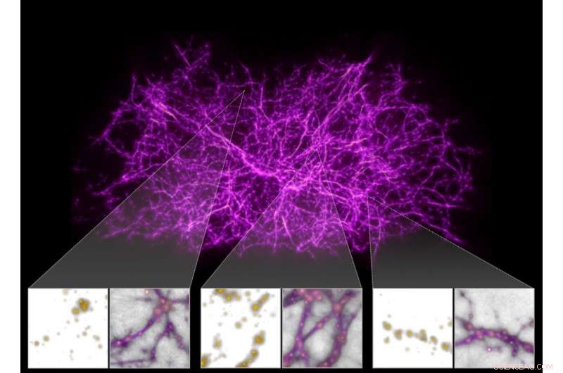 Slime Mold Algorithm Reveals Dark Threads of the Cosmic Web