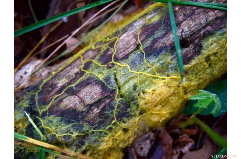 Slime Mold Algorithm Reveals Dark Threads of the Cosmic Web