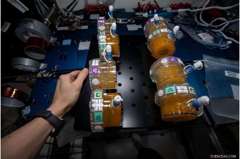 SpaceX Dragon Returns 3‑D Printing Biology Experiments to Earth