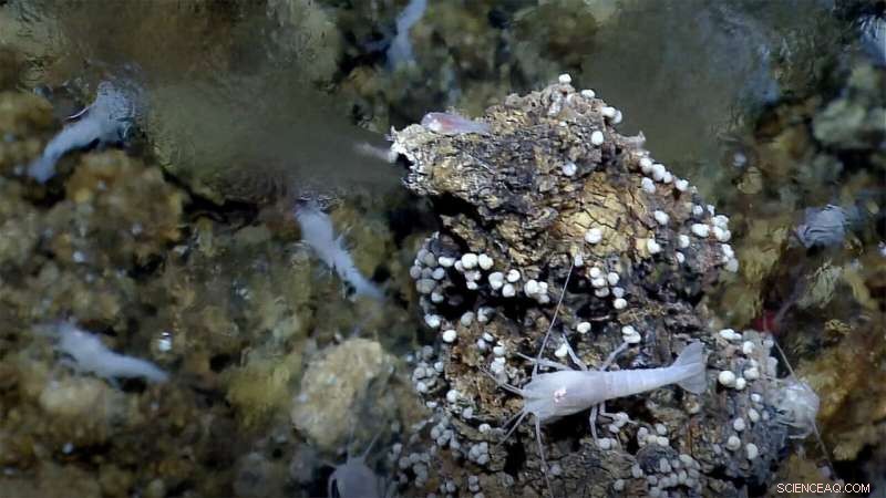 Simulating Ancient Hydrothermal Vents Reveals How Life’s Building Blocks Form Under Pressure