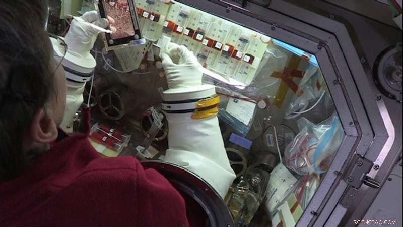 ISS Research Uncovers Significant Changes in Cultured Cardiac Stem Cells