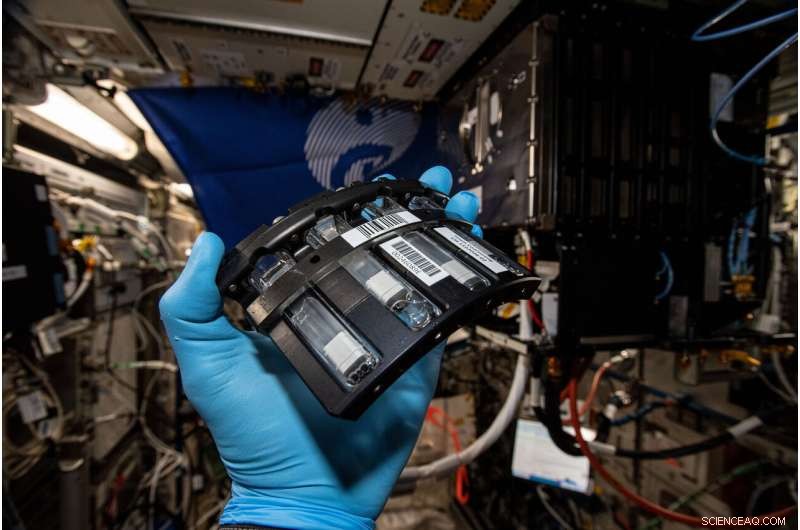 NASA s Foam-Coarsening Experiment on the ISS: Insights into Microgravity Bubble Dynamics