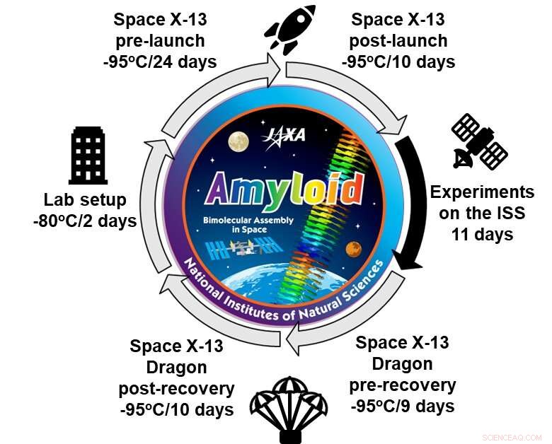 ISS Study Reveals Amyloid Formation Mechanisms for Alzheimer’s Research