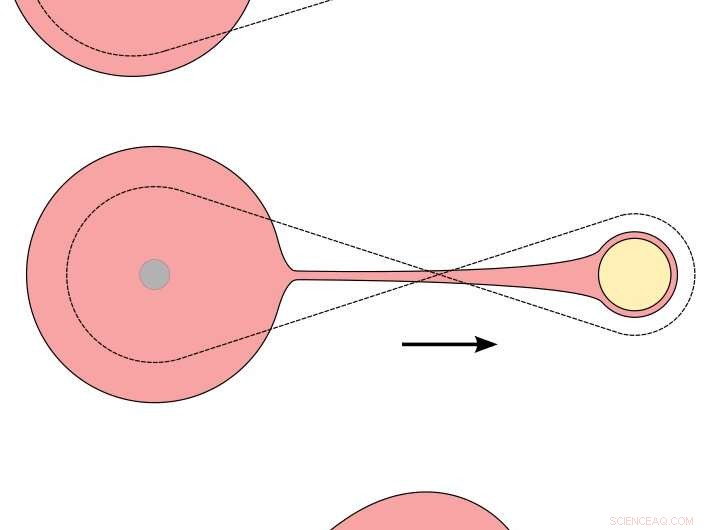 Revealing the Common Envelope Phase: How Massive Stars and Black Holes Dance in Cosmic Gas Clouds