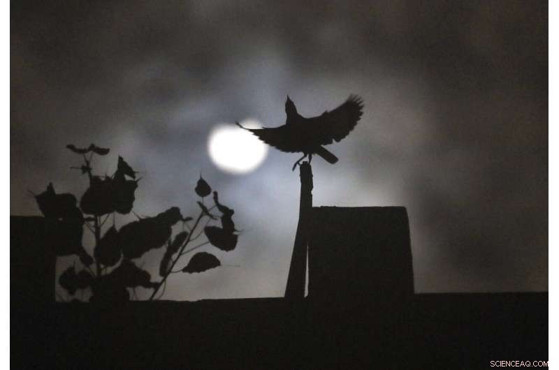 Solar Eclipse Captivates Viewers Across Africa, Asia, and the Middle East