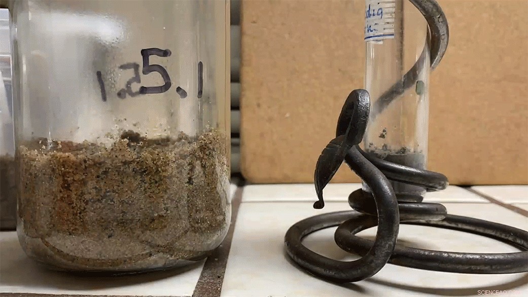 NASA Scientist Celebrates Homegrown Radish Growth with Time-Lapse