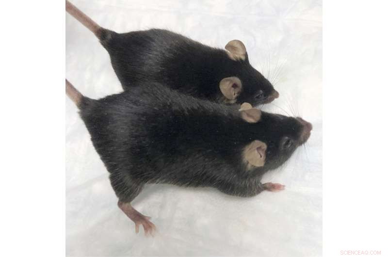 Mice Preserve Muscle Strength in Microgravity, Advancing Astronaut Health Research