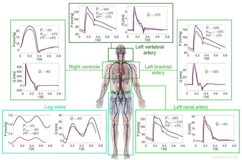 Mathematical Modeling Reveals How the Human Heart Adapts to Spaceflight