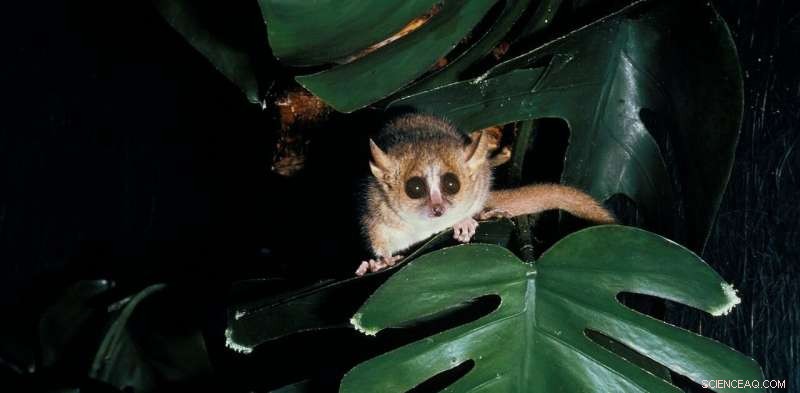 Hibernating Lemurs Offer Blueprint for Human Cryogenic Sleep in Space Missions