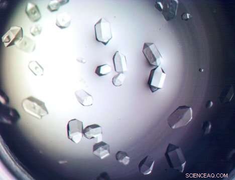 Tiny Seeds, Big Impact: Texas Tech’s Micro-16 Team Sends Life Science Experiments to the ISS