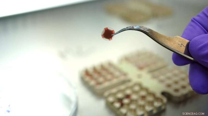 Earth Microbes May Survive Briefly on Mars, NASA Study Finds