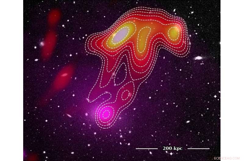 Astronomers Discover Cosmic Jellyfish in Galaxy Cluster Abell 2877