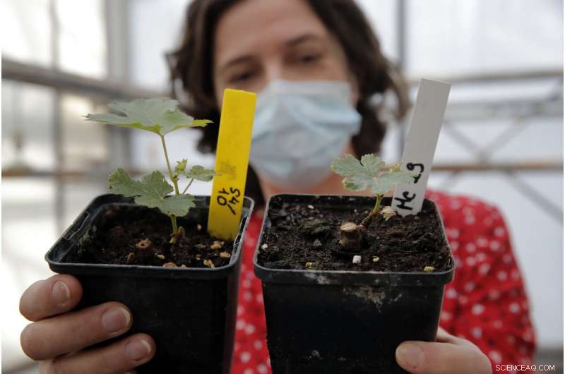 Tasting Space‑Orbiting Wines: Researchers Experience French Bottles Returned from the ISS