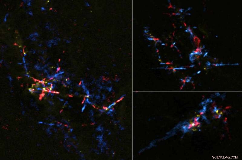 ALMA Discovers Protostars Hiding Near the Milky Way’s Core