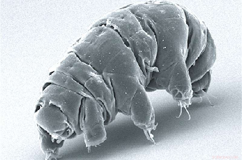 Tardigrades Withstand 825 m/s Impacts—New Study Reveals Unmatched Resilience