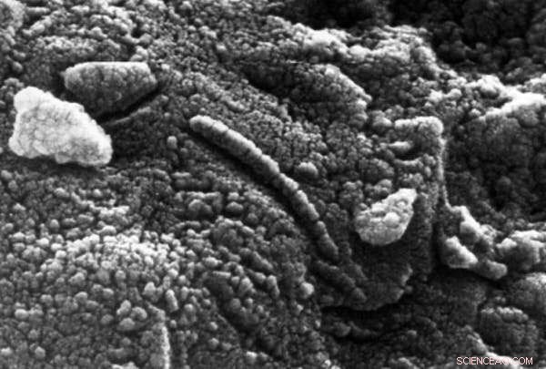 Mushrooms on Mars? A Closer Look at Five Unverified Alien Life Claims