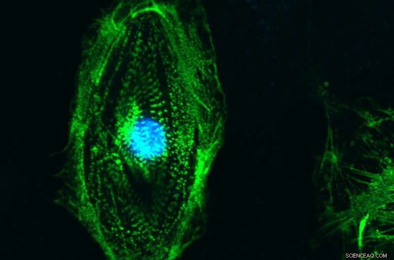Scientists Innovate Heart Cell Culturing Techniques for Microgravity Studies on the ISS