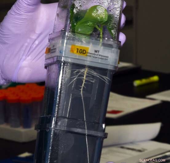 SpaceX CRS‑22 Mission: Tardigrades, Squid, and Solar Panel Tech Delivered to the ISS