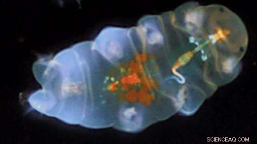 SpaceX-22: Tiny Tardigrades Yield Big Scientific Gains