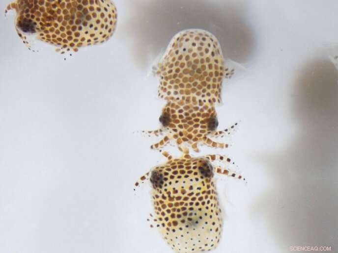 NASA Sends Baby Squid and Tardigrades to the ISS for Advanced Space Biology Research