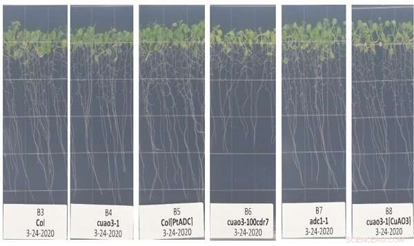 SpaceX’s 23rd Commercial Resupply Mission Delivers Bone, Plant, and Materials Studies to the ISS
